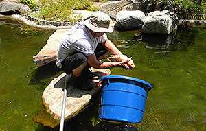 Koi Fish Sales & Treatment