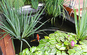 Pond Maintenance