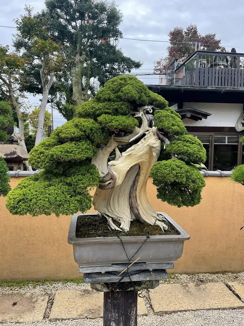Bald Cypress Bonsai: Best Unique Exquisite Beauty