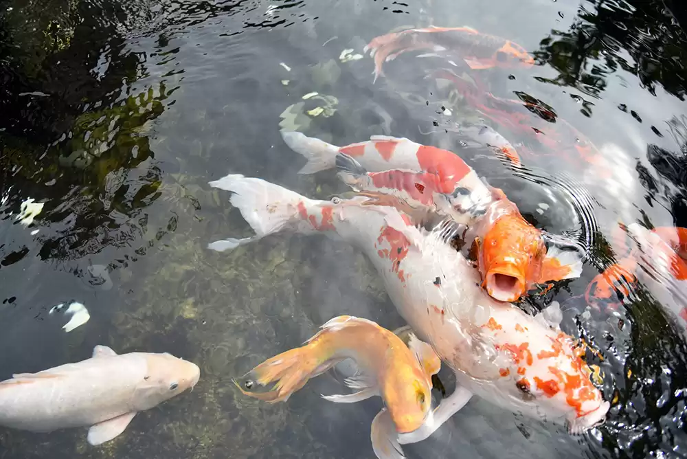 Why Do Koi Fish Jump Out Of The Water