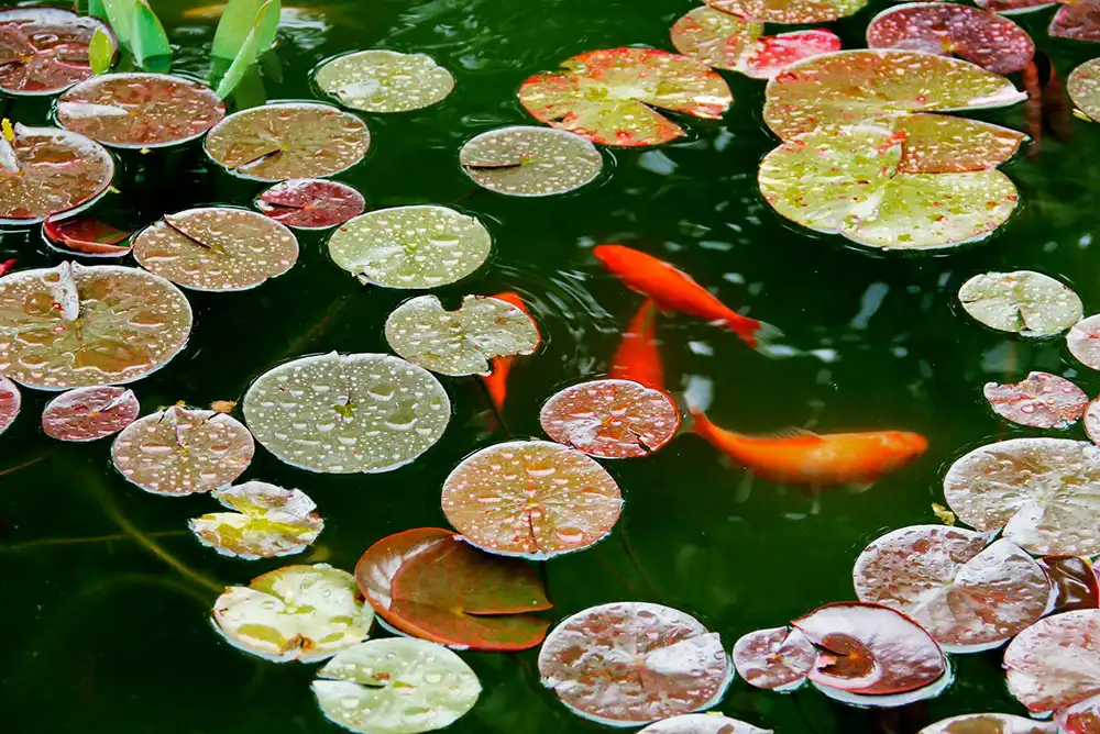 Orange koi swimming in a pond full of flowers.