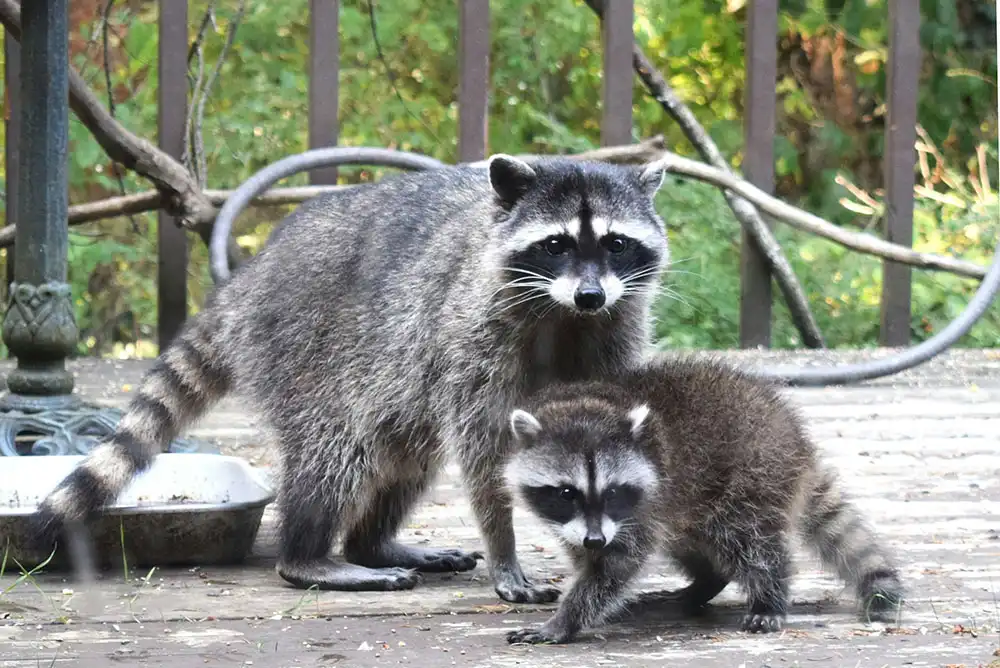 An adult and baby raccoon.