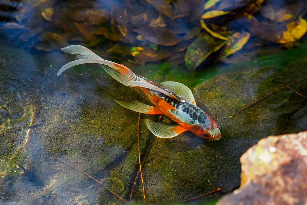 A koi fish swimming in water.