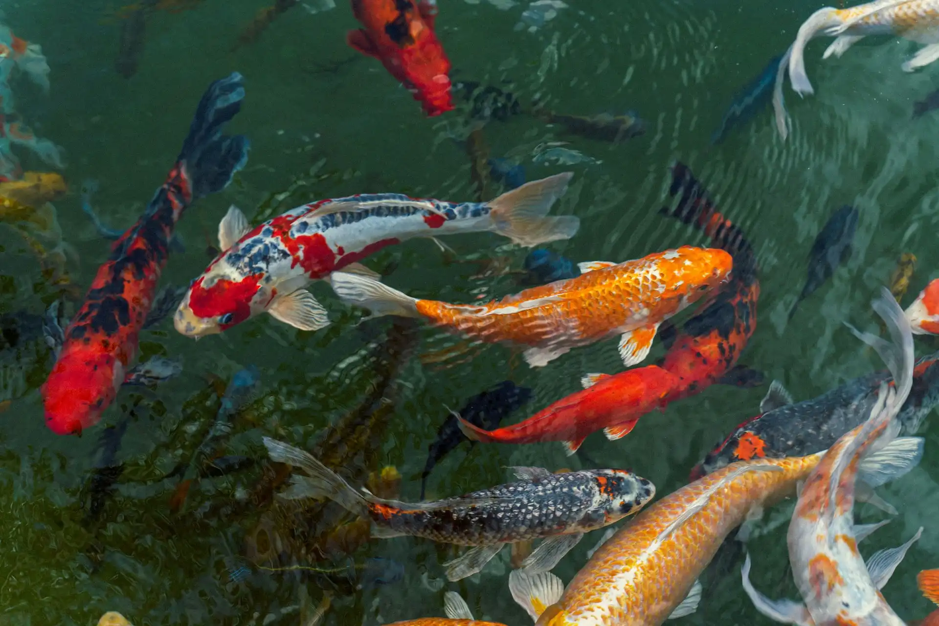 Koi swimming around in a well-kept pond.