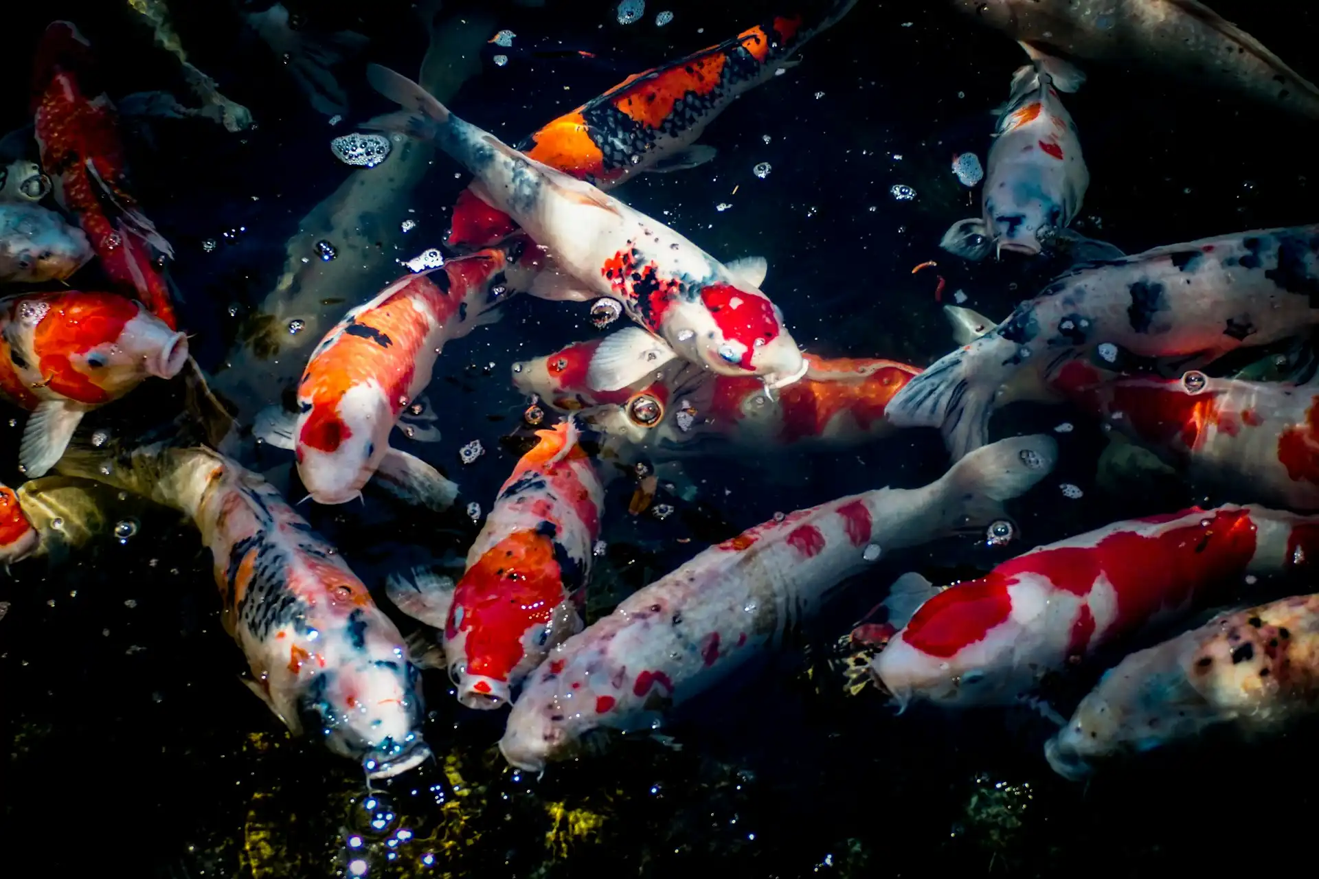 Multicolored koi fish swim in a dark pond