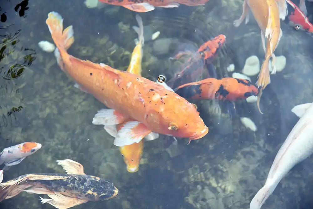 Colorful orange koi fish in a pond getting prepped for pond maintenance.
