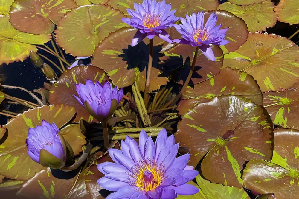 aquatic plants in a koi pond
