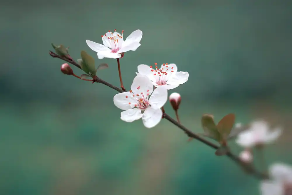 Cherry blossom up-close.