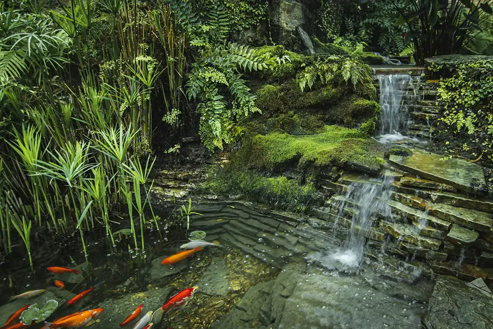 Koi fish in an elaborate pond.