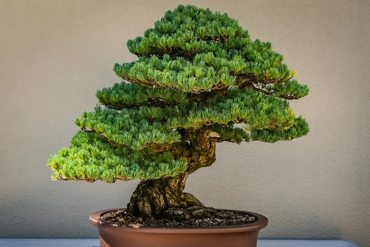 A flourishing bonsai tree.