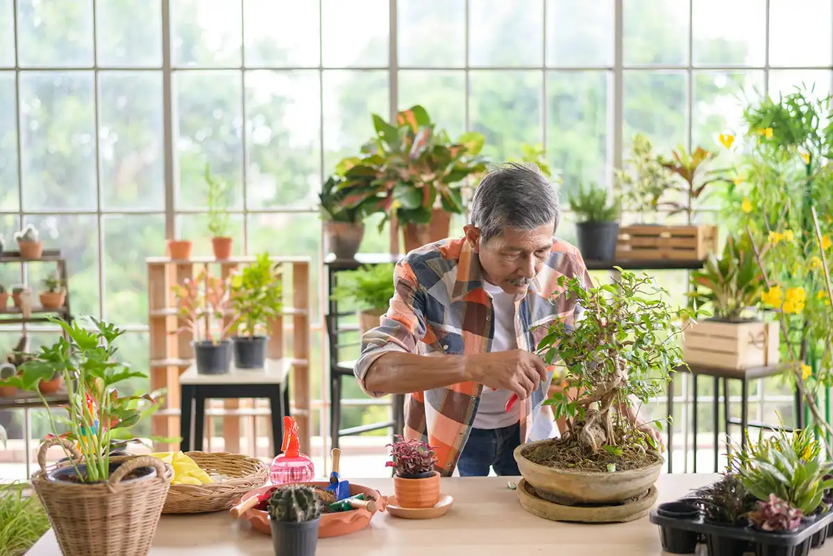 An elderly man pruning his Bonsai tree