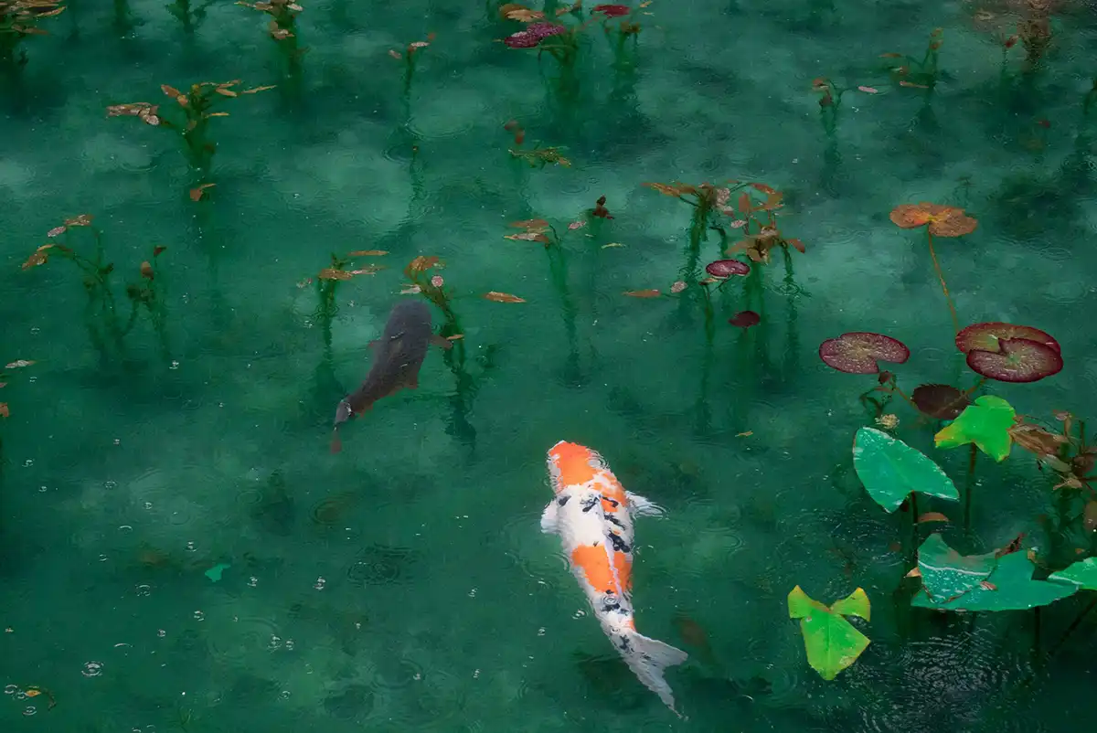 Two koi fish swimming in a green-ish pond.