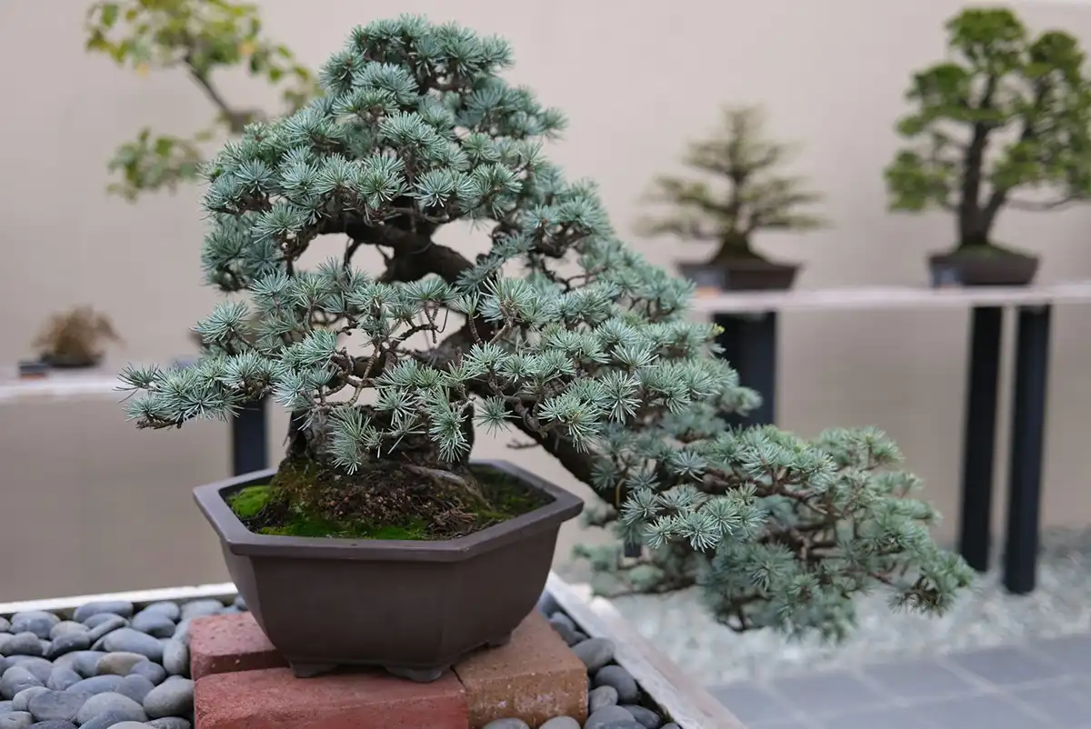 a bonsai tree in a pot on a rock garden